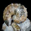 Hoploscaphites Brevis Ammonite - South Dakota #77845-1